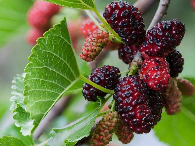 Шелковица купить саженцы из питомнике в Ярославле