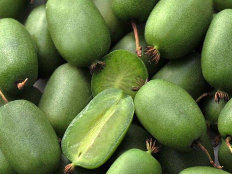 Актинидия купить саженцы из питомнике в Ярославле