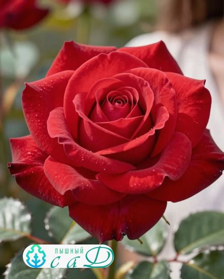 Роза "КАРДИНАЛ 85"