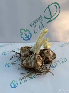 Лилия "СВИТ ШУГАР" 3 штуки (размер 18/20)