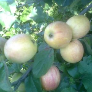 Яблоня "БОЧОНОК"