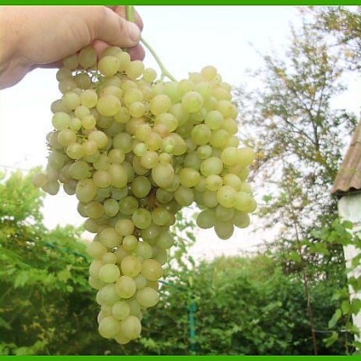 Виноград "НИАГАРА"